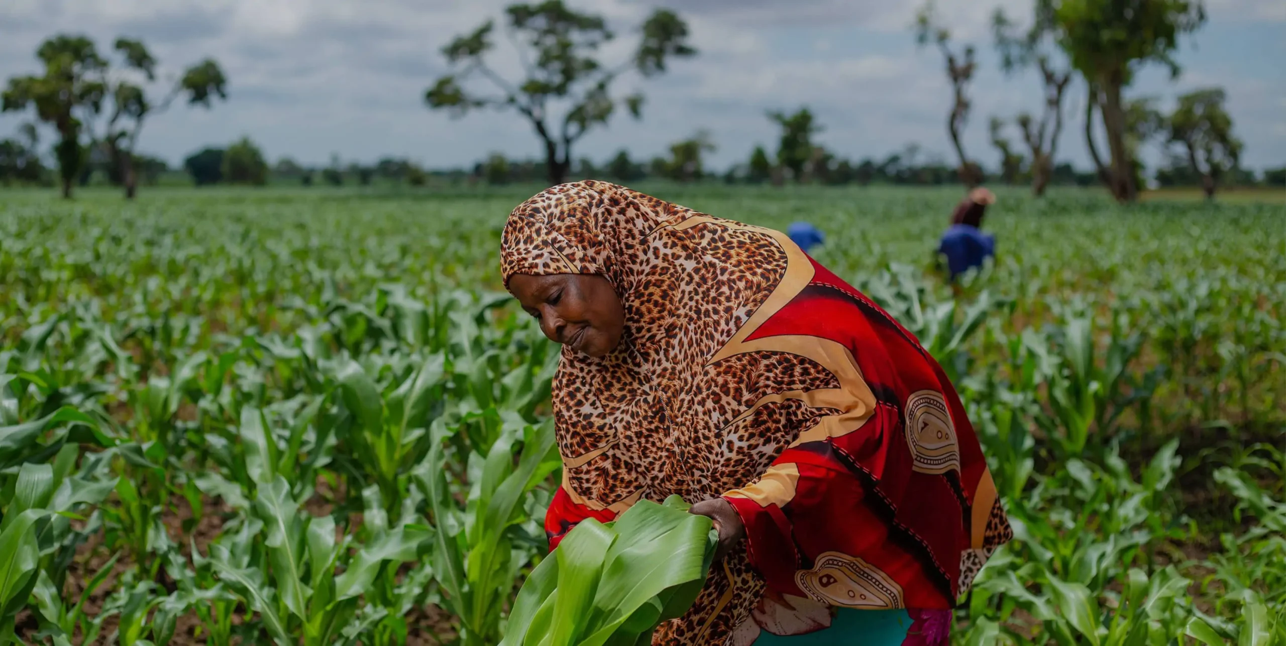 Increasing climate resilience in Nigeria through agri-tech