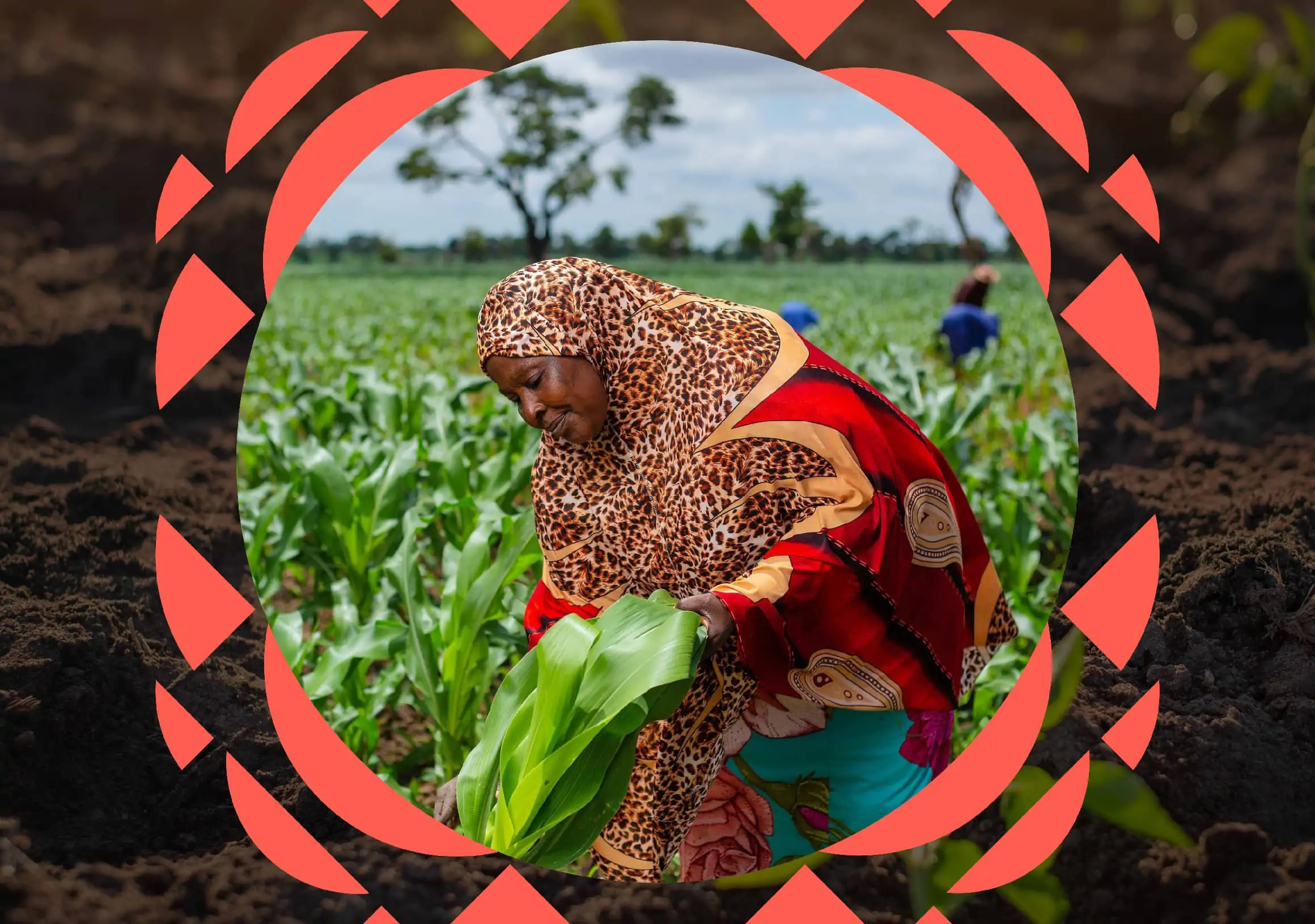 Increasing climate resilience in Nigeria through agri-tech