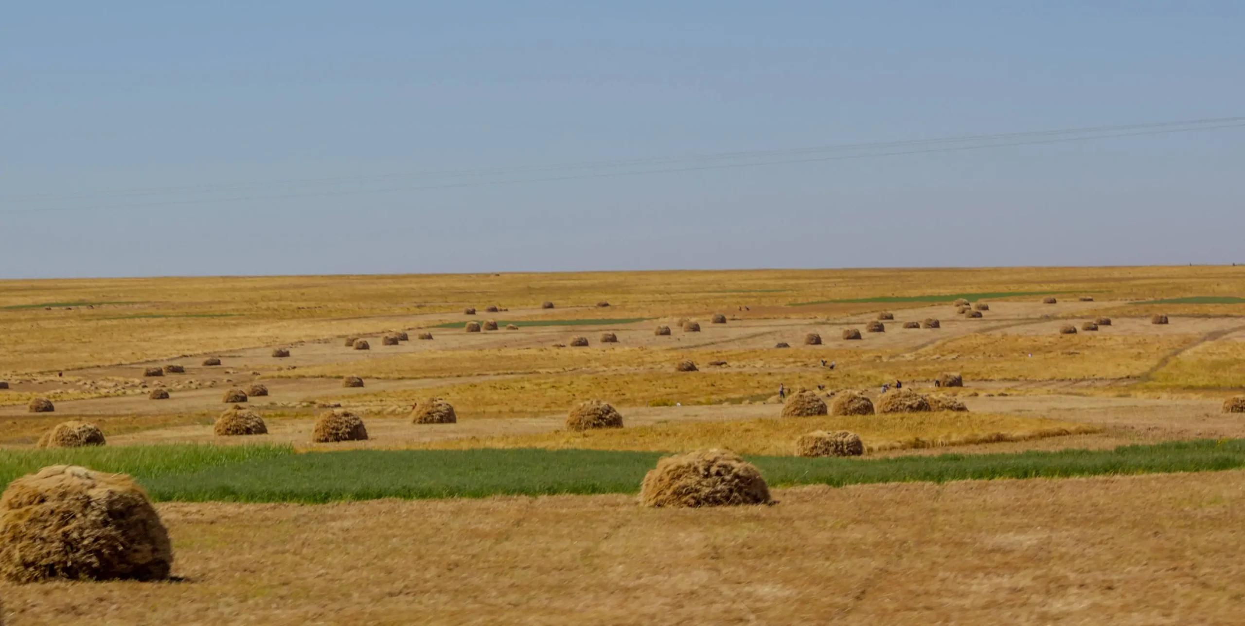 Growing resilient livelihoods in Ethiopia